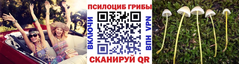 Купить где  Калачинск  Галлюциногенные грибы мицелий 